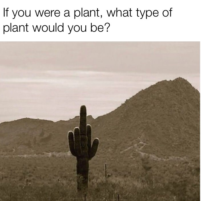 funny meme - If you were a plant, what type of plant would you be? middle finger cactus