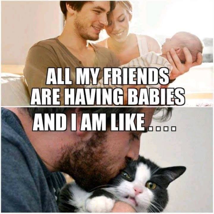 funny meme - All My Friends Are Having Babies and I am like kissing a cat