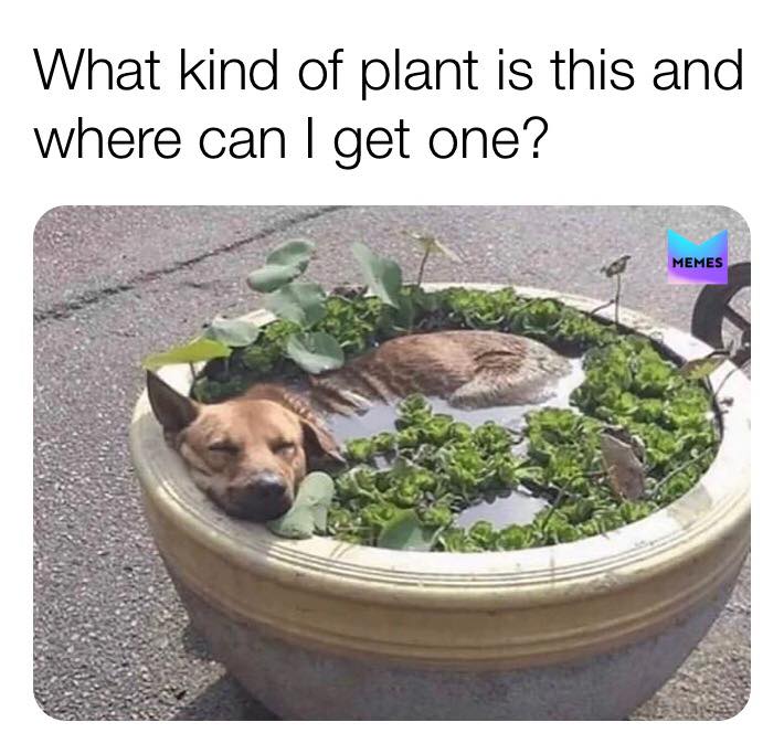 unbothered moisturized happy in my lane focused flourishing - What kind of plant is this and where can I get one? Memes