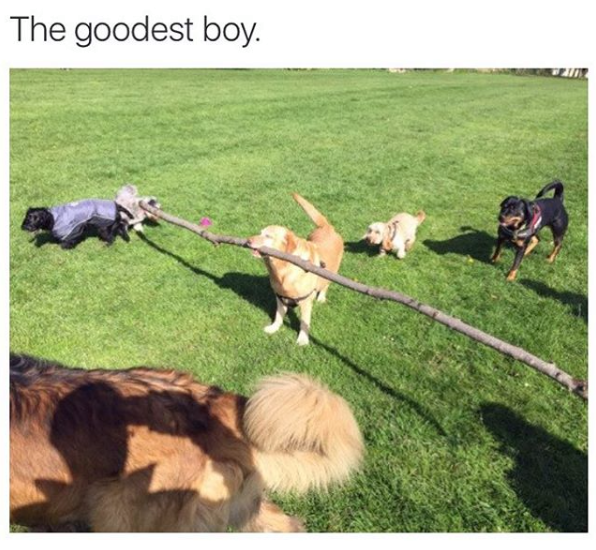 dogs carrying sticks - The goodest boy.