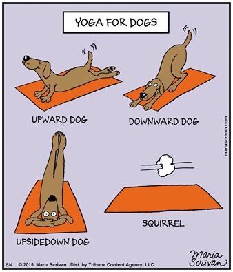dog yoga funny - Yoga For Dogs Upward Dog Downward Dog mariascrivan.com Squirrel Upsidedown Dog Maria Scrivan B14 2015 Maria Scrivan Dist by Tribune Content Agency, Llc.
