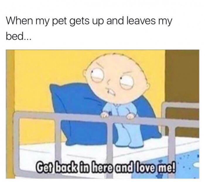 get back here and love me meme - When my pet gets up and leaves my bed... Get back in here and love me!
