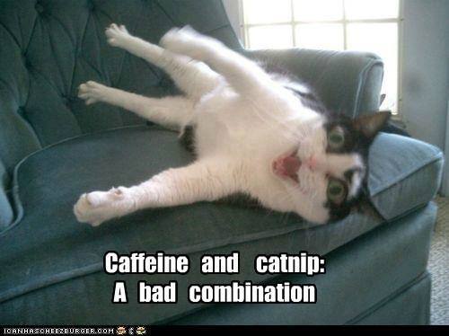 cat perfect timing - Caffeine and catnip A bad combination Icanhascheezburger.Com