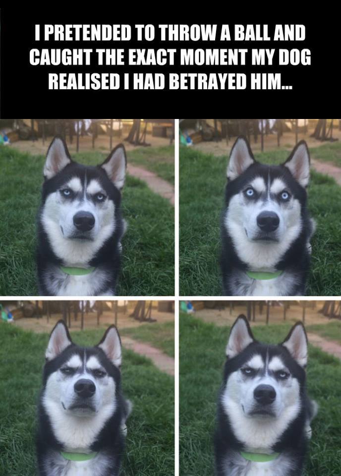 betrayed husky meme - I Pretended To Throw A Ball And Caught The Exact Moment My Dog Realised I Had Betrayed Him...