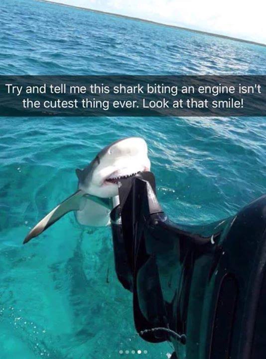shark memes - Try and tell me this shark biting an engine isn't the cutest thing ever. Look at that smile!