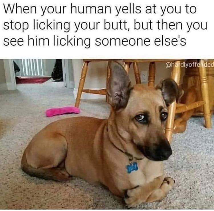 judgemental dog - When your human yells at you to stop licking your butt, but then you see him licking someone else's