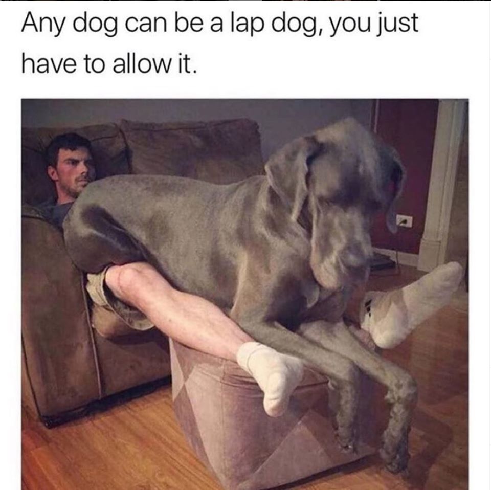 any dog can be a lap dog - Any dog can be a lap dog, you just have to allow it.