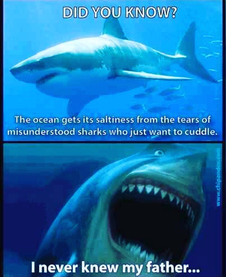 never knew my father shark - Did You Know? The ocean gets its saltiness from the tears of misunderstood sharks who just want to cuddle. I never knew my father...