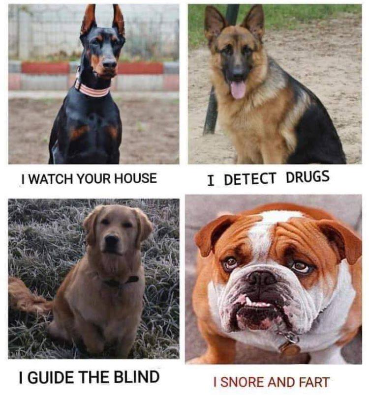 pet political compass - I Watch Your House I Detect Drugs I Guide The Blind I Snore And Fart