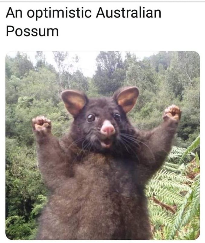 positive possum - An optimistic Australian Possum