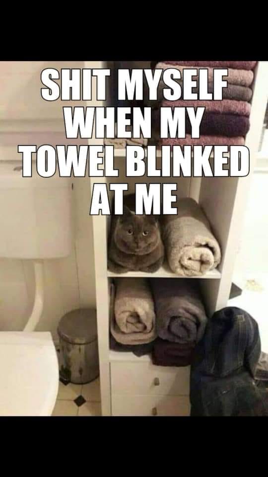 shit myself when my towel blinked at me - Shit Myself When My Towel Blinked At Me