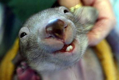 baby wombat smiling