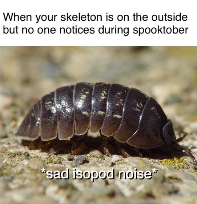 pill bugs - When your skeleton is on the outside but no one notices during spooktober sad isopod noise