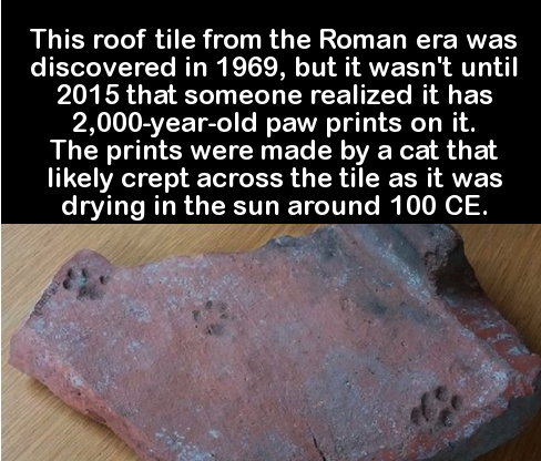 cats walking over yourshit - This roof tile from the Roman era was discovered in 1969, but it wasn't until 2015 that someone realized it has 2,000yearold paw prints on it. The prints were made by a cat that ly crept across the tile as it was drying in the