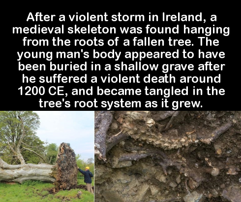 fauna - After a violent storm in Ireland, a medieval skeleton was found hanging from the roots of a fallen tree. The young man's body appeared to have been buried in a shallow grave after he suffered a violent death around 1200 Ce, and became tangled in t