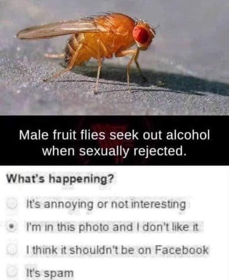 male fruit flies seek out alcohol when sexually rejected - Male fruit flies seek out alcohol when sexually rejected. What's happening? It's annoying or not interesting I'm in this photo and I don't it I think it shouldn't be on Facebook It's spam