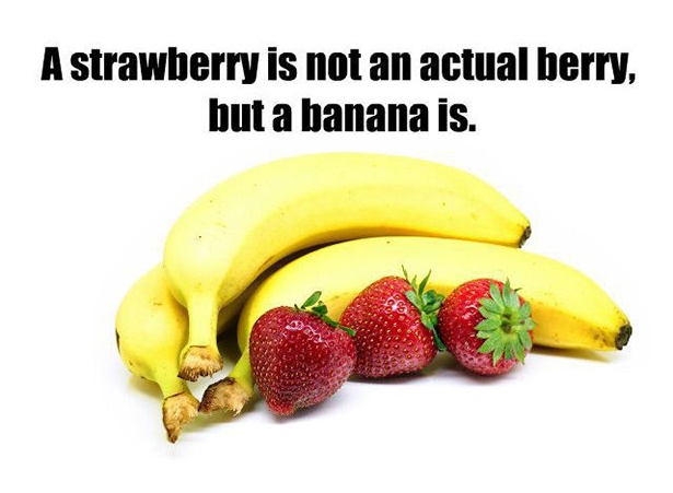 wtf facts #1 - A strawberry is not an actual berry, but a banana is.