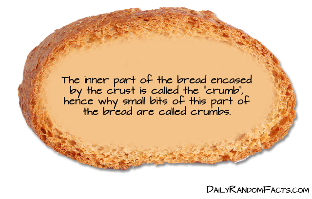 funny food facts - The inner part of the bread encased by the crust is called the 'crumb", hence why small bits of this part of the bread are called crumbs. Dailyrandomfacts.Com