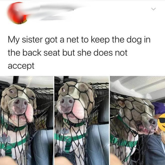 my sister got a net to keep - My sister got a net to keep the dog in the back seat but she does not accept