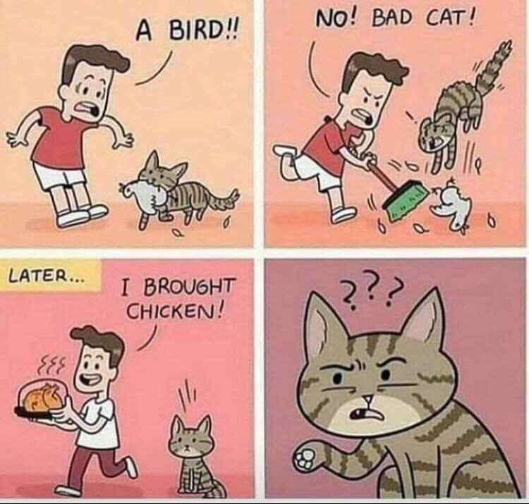cat brings bird meme - A Bird!! No! Bad Cat! Me 6 Later... I Brought Chicken! ! Lee