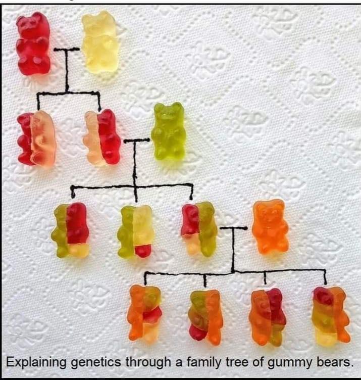 explaining genetics through gummy bears - Explaining genetics through a family tree of gummy bears.