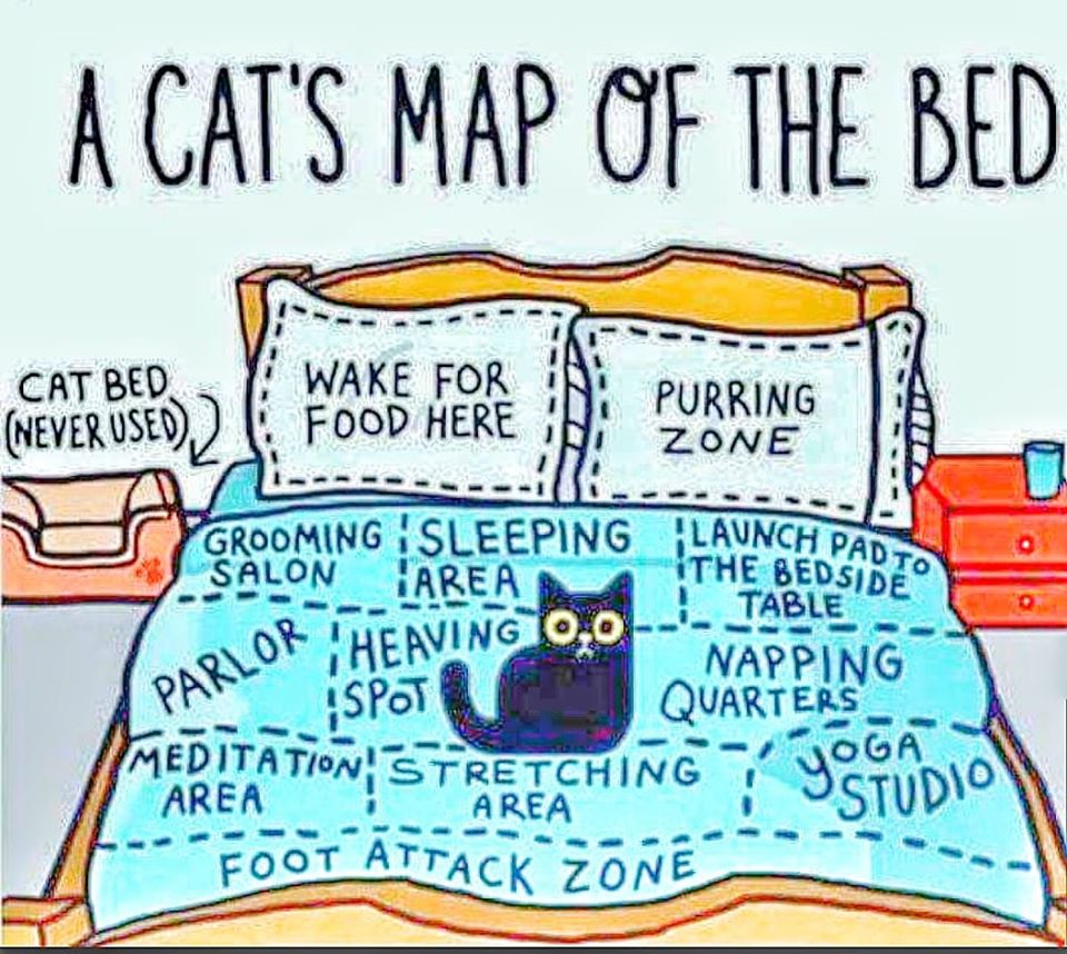 cat's map of the bed - A Cat'S Map Of The Bed Grooming Sleeping Launch Padto Cat Bed , Neyer Used Wake For Food Here Purring Zone Parlor Salon Area | Table Napping Quarters Meditation, Stretching Area Area Foot Attack Zone Heavingi 0,0 Spot Y Studio