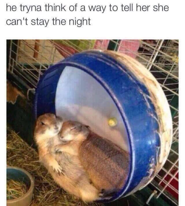 prairie dog cuddle meme - he tryna think of a way to tell her she can't stay the night