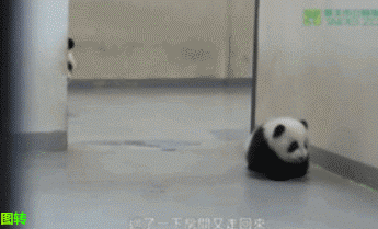 panda funny gif