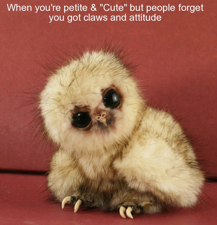 baby owl - When you're petite & "Cute" but people forget you got claws and attitude