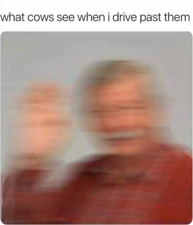 cows see when i drive past them - what cows see when i drive past them