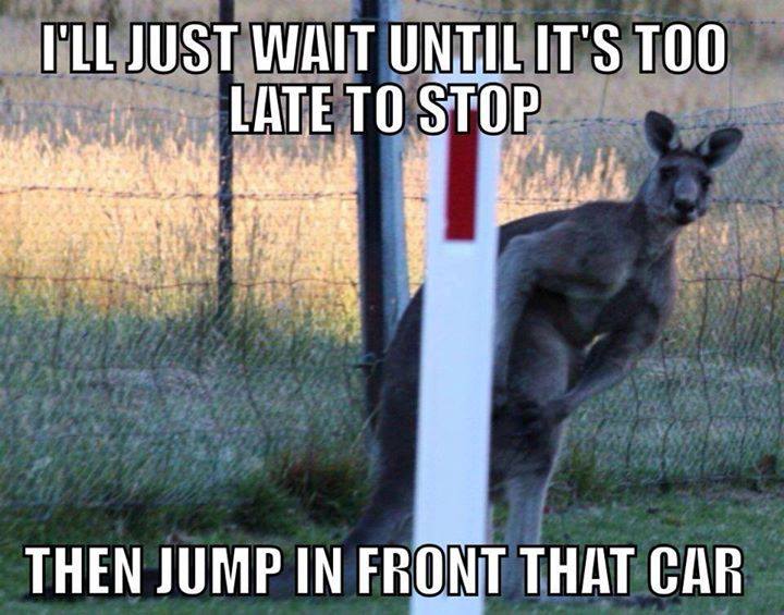 kangaroo car memes - I'Ll Just Wait Until It'S Too Late To Stop Then Jump In Front That Car