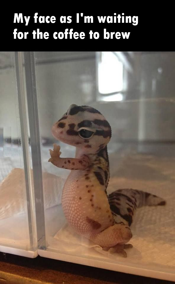 sad gecko meme - My face as I'm waiting for the coffee to brew