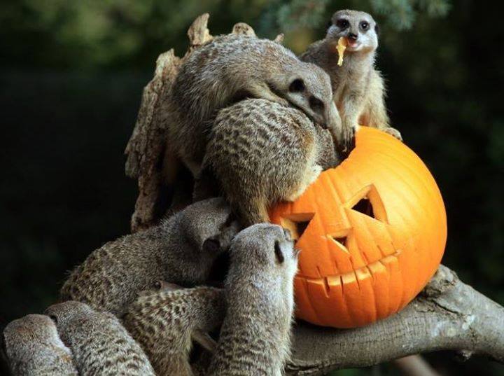 halloween pumpkin carving - furry animals crawling in pumpkin