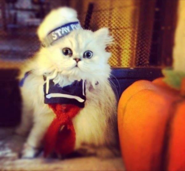 stay puft marshmallow cat - Stay Pu