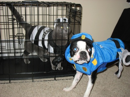bandit dog costume