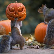 squirrel pumpkin head