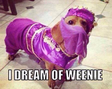 genie costume for dogs - I Dream Of Weenie