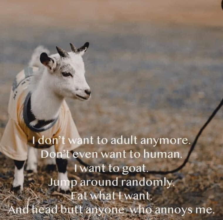 baby goat - I don't want to adult anymore. Don't even want to human. I want to goat. Jump around randomly Eat what I want. And head butt anyone who annoys me.