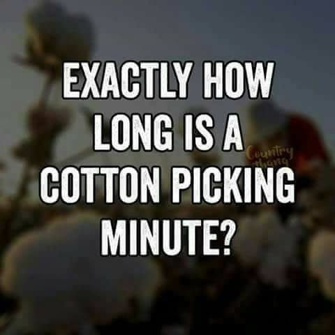 cotton - Exactly How Long Is A Cotton Picking Minute? ountry