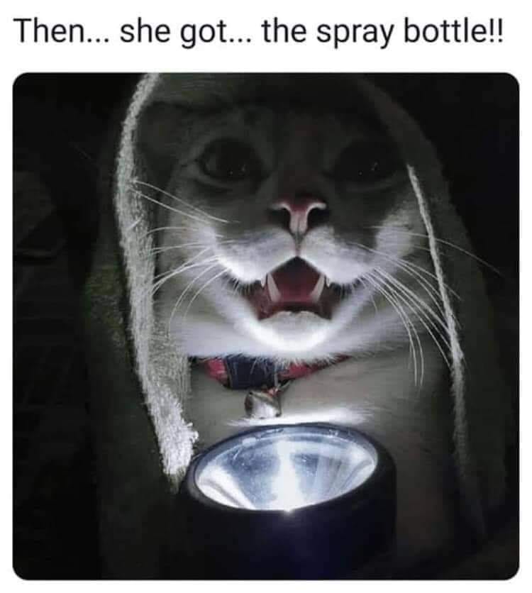 something idk star wars meme - Then... she got... the spray bottle!!