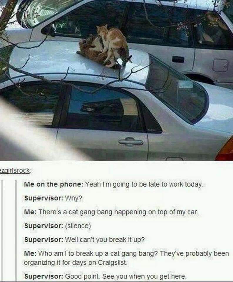 cat gang bang - ezgirlsrock Me on the phone Yeah I'm going to be late to work today. Supervisor Why? Me There's a cat gang bang happening on top of my car Supervisor silence Supervisor Well can't you break it up? Me Who am I to break up a cat gang bang? T