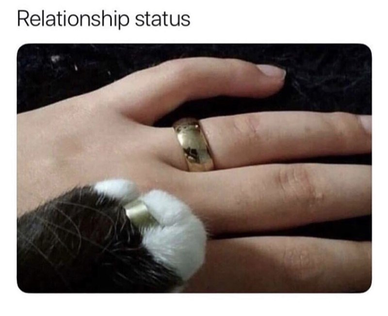 relationship status cat meme - Relationship status