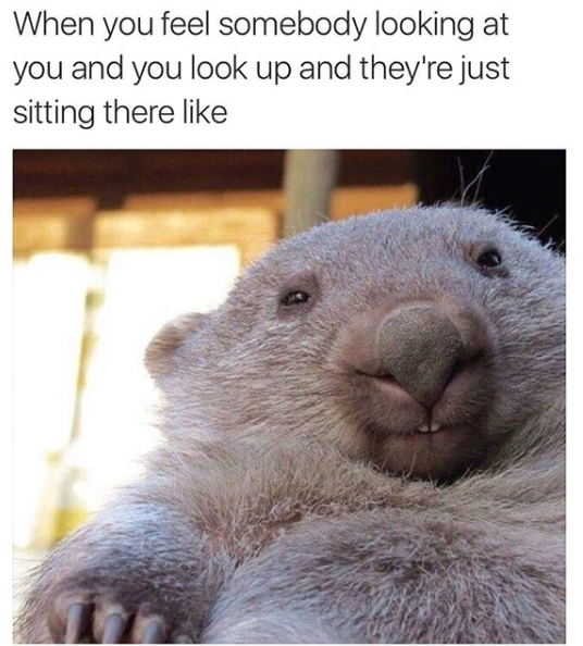 memes that make no sense - When you feel somebody looking at you and you look up and they're just sitting there