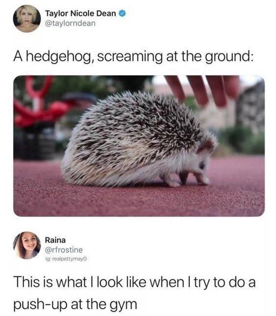 hedgehog screaming meme - Taylor Nicole Dean A hedgehog, screaming at the ground Raina ig realpettymayo This is what I look when I try to do a pushup at the gym