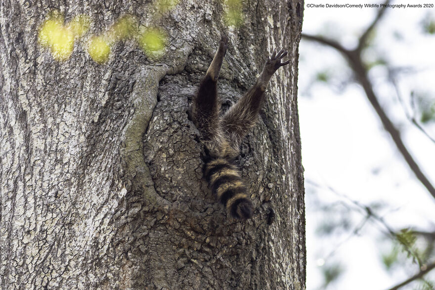 comedy wildlife photography awards - Charlie DavidsonComedy Wildlife Photography Awards 2020