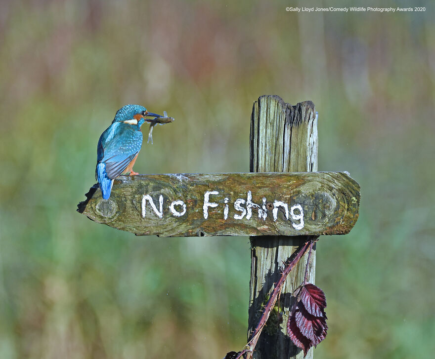 comedy wildlife photography awards - Sally Lloyd JonesComedy Wildlife Photography Awards 2020 No Fisting