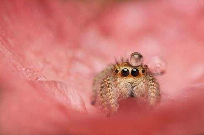 jumping spider cute