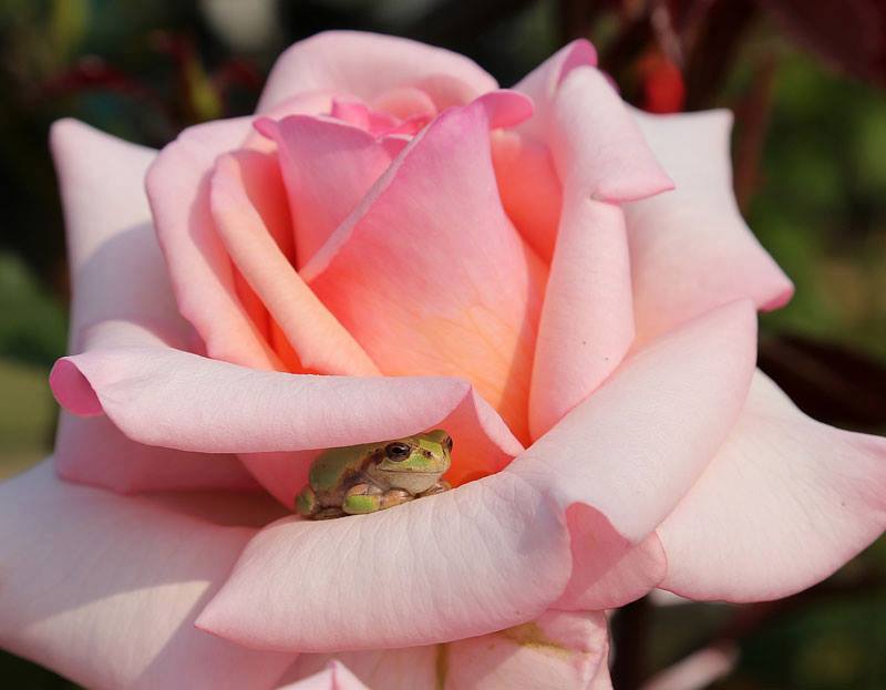 frog rose