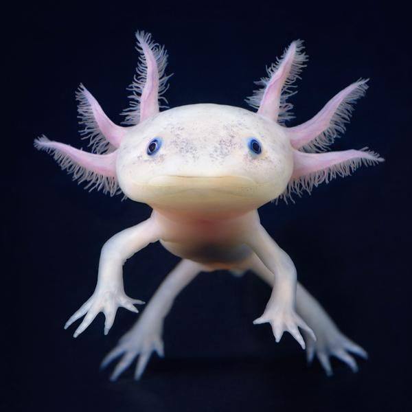 axolotl pet