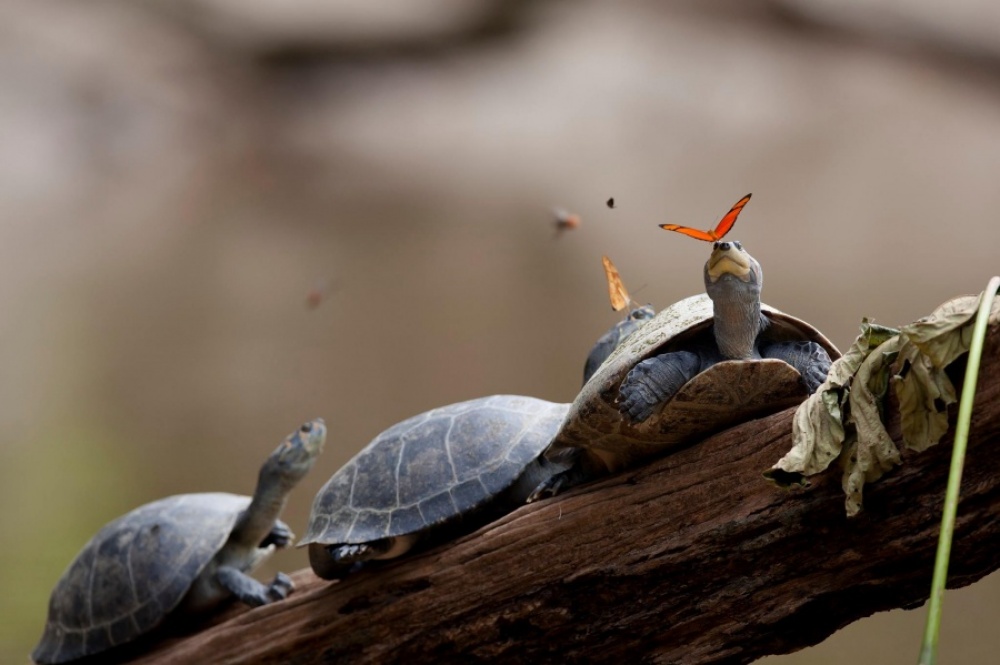 turtle with butterfly